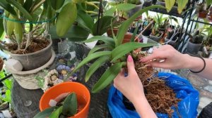 ПЕРЕСАДКА ОРХИДЕИ Каттлея ИЗ  МХА