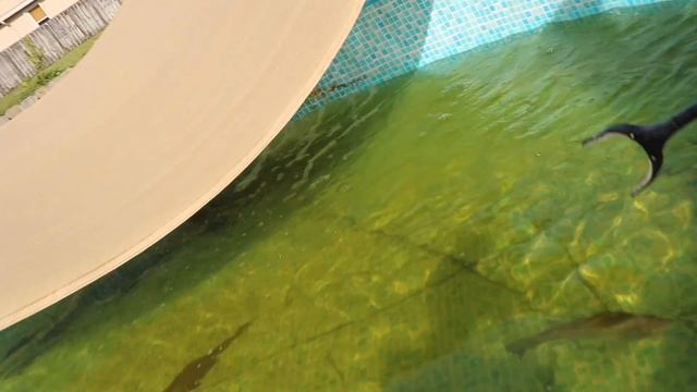 MASSIVE Red-tail Catfish ATTACKS Aquarium Food (Feeding My Pet MONSTERS) смотреть онлайн