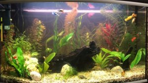 Новая жизнь аквариума через две недели/ профилактика от водорослей AlgoStop depot Tetra