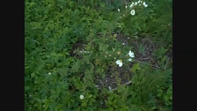 роза колючейшая смотреть онлайн