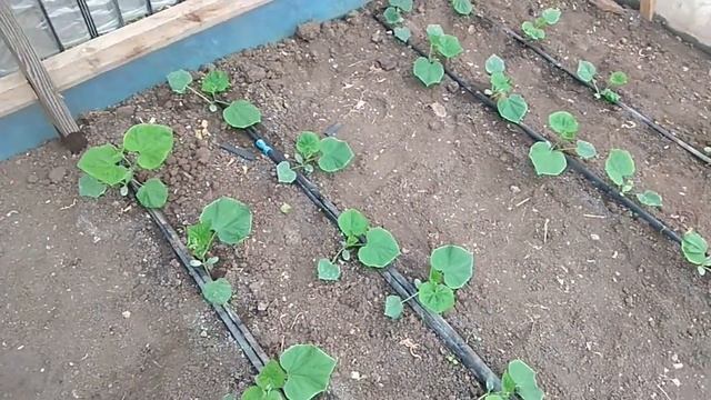 утепление теплицы и подвязка огурцов смотреть онлайн