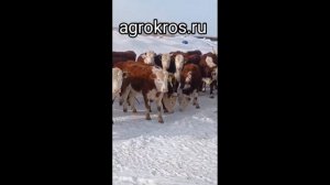 Продажа Казахской белоголовой породы КРС, бычки телки на продажу agrokros.ru #крс