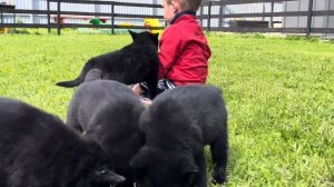 Питомник Джанико, щенки Шипперке/схипперке. For sale!