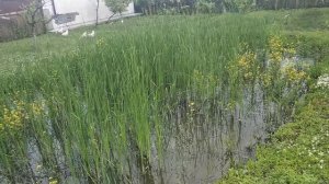 Как избавиться от Лягушек в пруду на участке? Нужен ваш совет!