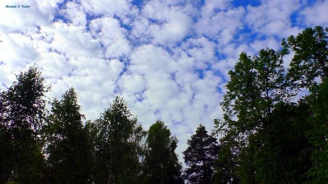 Лес | Весна | Релаксация | N2 смотреть онлайн