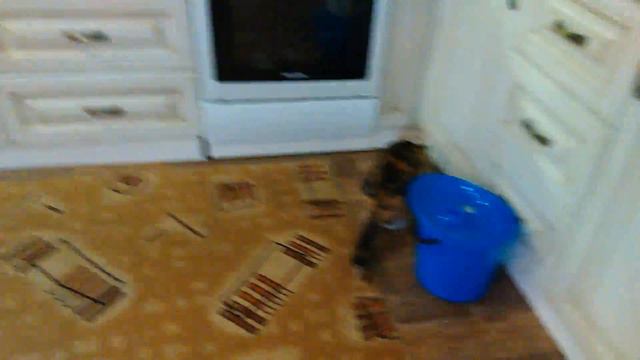 Ищу кота смотреть онлайн