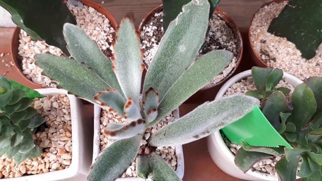 Kalanchoe Tomentosa - Grow & Care (Panda Plant)