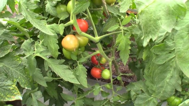 Томат ACE 55 VF (Королевский сад Ильи Королева) смотреть онлайн