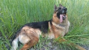 Весенняя прогулка на природе с немецкой овчаркой Ремой | Прогулка с собакой | Дрессировка собак