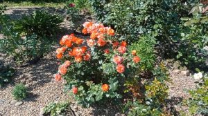 Как правильно обрезать почвопокровные розы. Июль 2023.