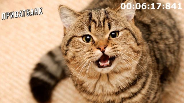 Коллекторы . МФО . Банки . Приватбанк . ЕЛЕНКА .