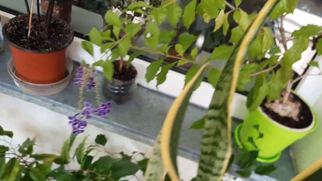 Комнатные растения: сезонные работы в сентябре смотреть онлайн