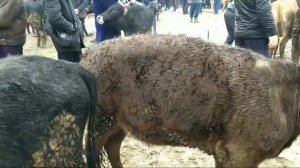 КАШКАДАРЕ ЧИРОКЧИ МОЛ БОЗОР. 30 000 000 - МИЛИОН СМЕНТАЛ ПАРОДА НАРХЛАР ДАХШАТ.CHIROQCHI MOL BOZOR.