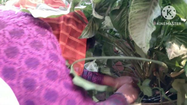 Syngonium plant कैसे लगायें how to propogate syngonium plant in winter#syngoniumplant #Aaruangelvlo