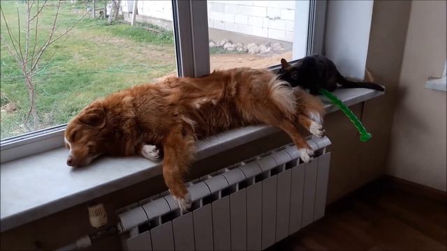 Маграт и Черт-те Чтошка или где поспать бедной собачке? смотреть онлайн