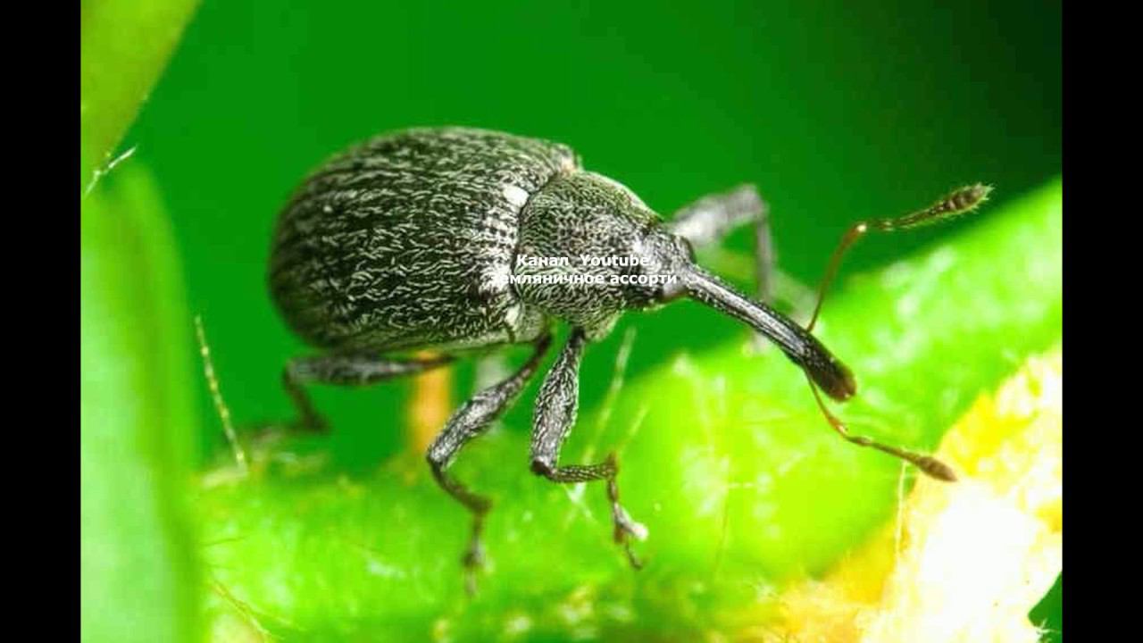 КАК БОРОТЬСЯ С ДОЛГОНОСИКОМ И ДРУГИМИ ВРЕДИТЕЛЯМИ НА КЛУБНИКЕ ВЕСНОЙ смотреть онлайн