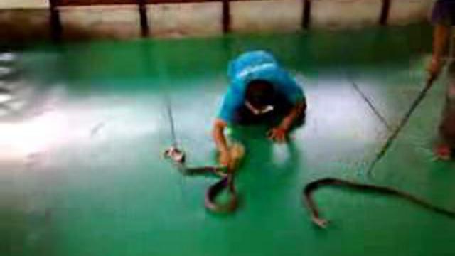 пхукет,змеиная ферма смотреть онлайн