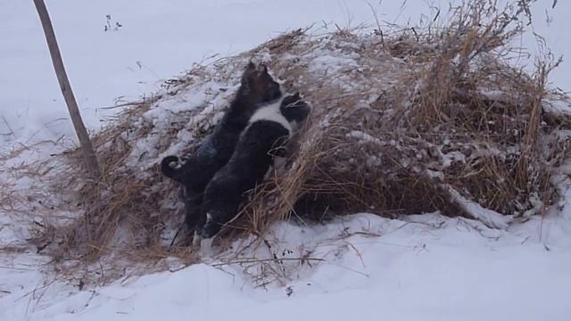 щенки всл П Дерюга