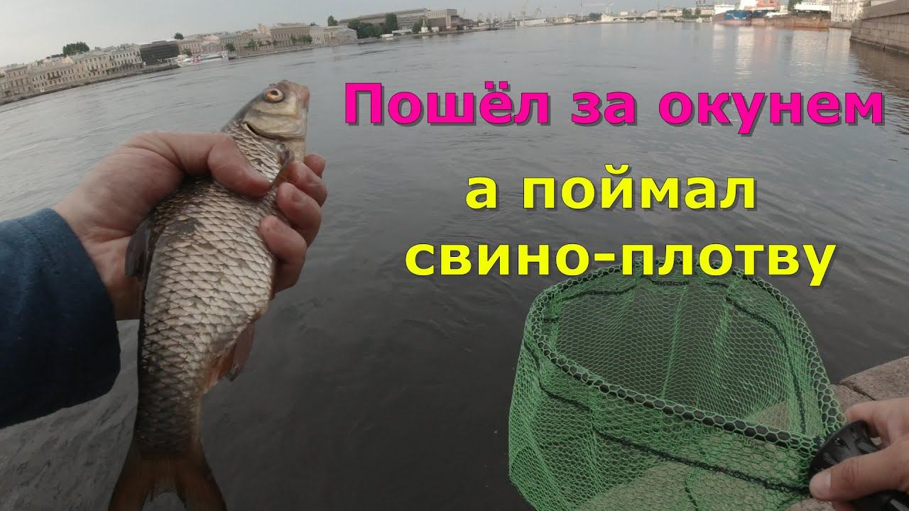 #430 #streetfishing | Ловля окуня и плотвы на Неве | смотреть онлайн
