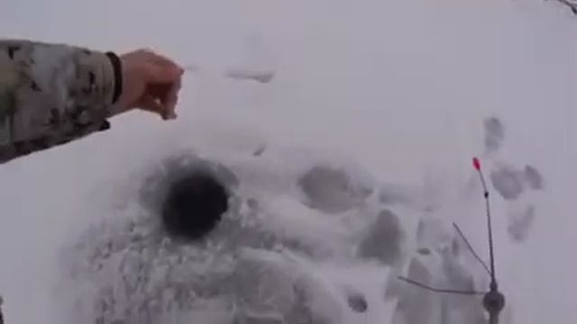 Бупел рыбалка