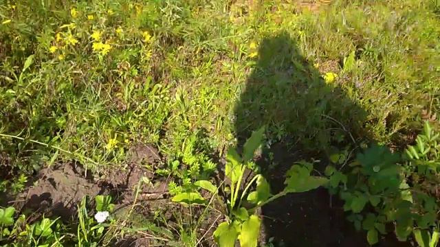 Начало моего Сада - розы, растения из черенков. 🌱🥀🌳 смотреть онлайн