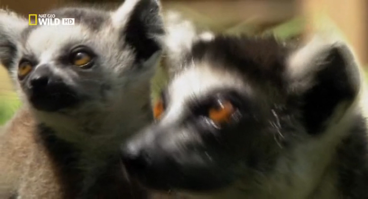 Lemurs Of Madagascar