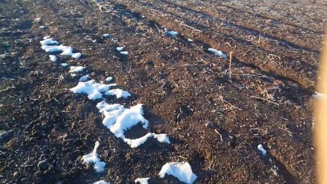 Весенняя подкормка чеснока. Внесение амиачной селитры по мерзло-талому грунту. смотреть онлайн