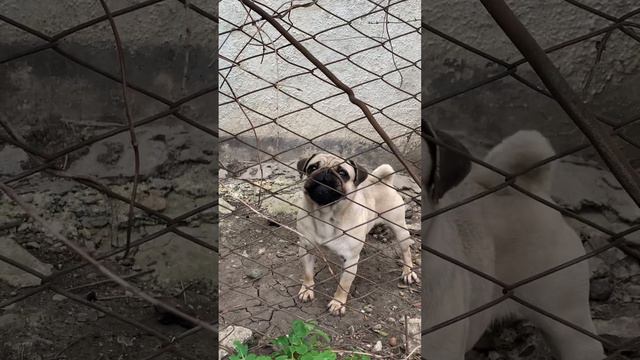 Собака гавкает 1 минут смотреть онлайн