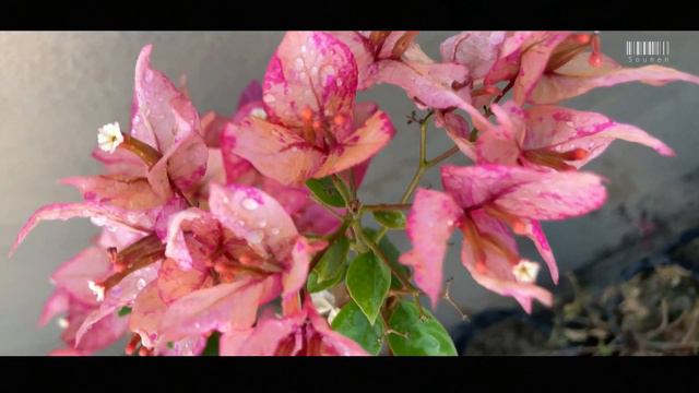 Bougainvillea- Arjuna