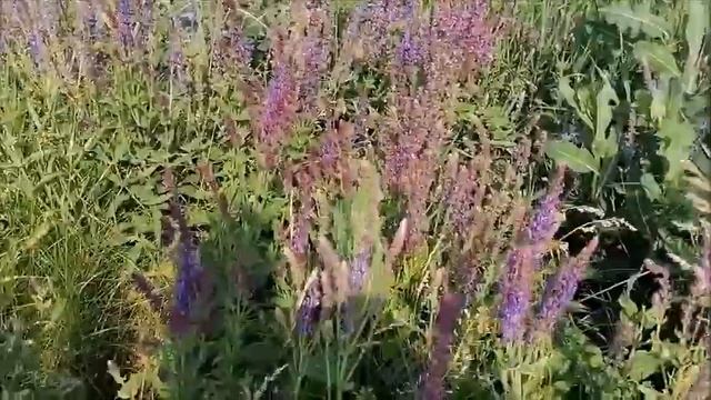 РЫБАЛКА на двух прудах, возле села Карайчевка, Бутурлиновский район, 02.07.2023 года смотреть онлайн