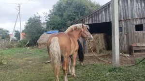 случка тяжеловоз(м) и полутяж(д)Арина&Султан