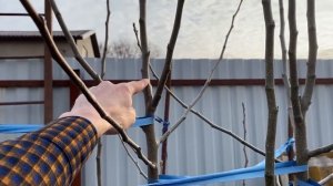 Обрезка груши весной. Как правильно обрезать грушу весной.