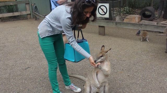 Новый год в Австралии смотреть онлайн