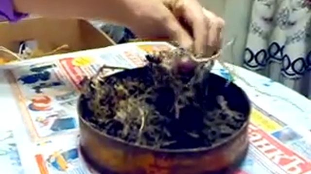 Клубеньки от старого картофеля. Обновление СОРТА. смотреть онлайн