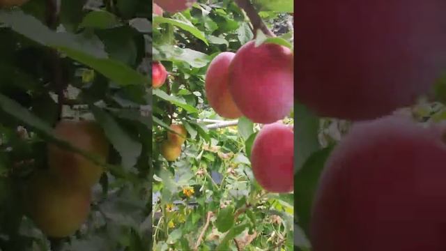 Колоновидная слива Империал (5- ти летний саженец) смотреть онлайн