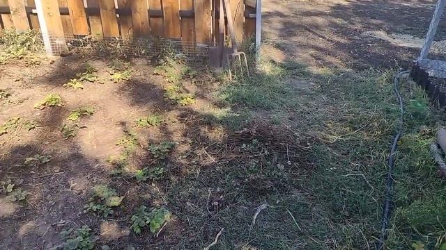 Купили дом на юге за 500 000.Обзор двора и дома.