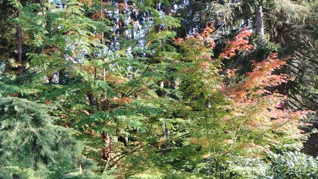 Autumn Garden Tour 2022 - Fall Color Part 1 | Our Japanese Garden Escape смотреть онлайн