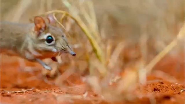 Прыгунчик и бабочка / Round-eared elephant shrew and Butterfly смотреть онлайн