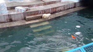 Новосибирский Зоопарк - прямая трансляция