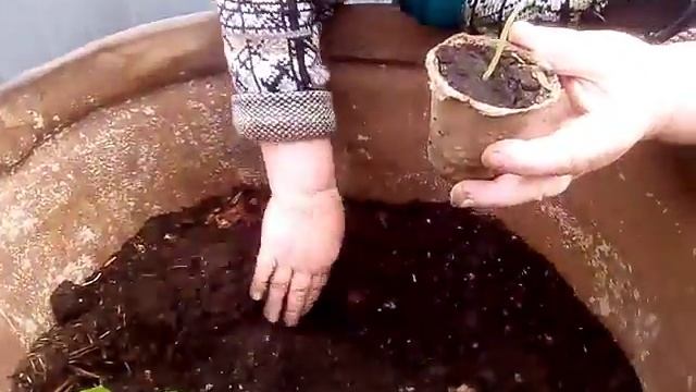 Как посадить ОГУРЦЫ в БОЧКУ смотреть онлайн