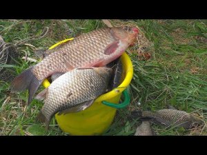 На рыбалке за нами наблюдали , а потом напали  Ловля карася на реке  (на поплавок)