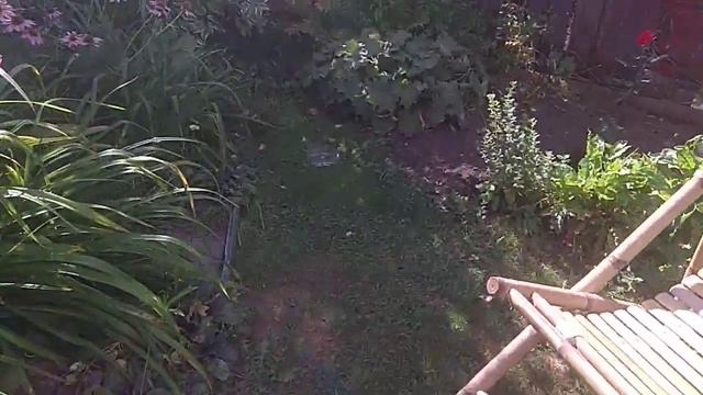 Второе цветение. Калимагнезия .....Встречаем осень. смотреть онлайн