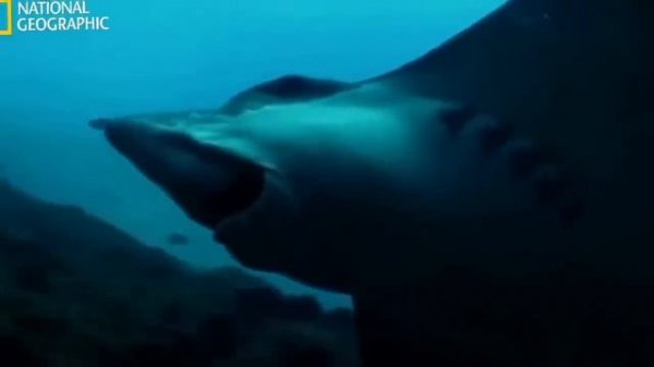 National Geographic - Ocean Animals Life Under the Sea - Widlife animals