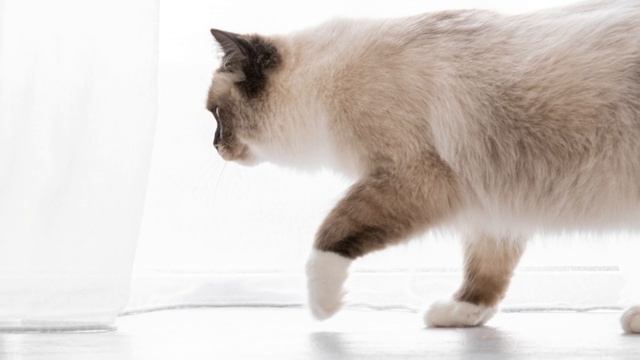 Ragdoll Cat Vs Birman Cat Vs Himalayan Cat- Ultimate Guide To Identify Them смотреть онлайн