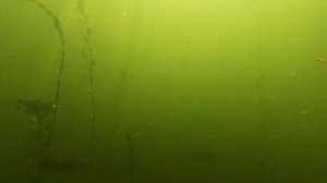 Днепр, Лебедь и Карась. Подводная охота с гавайкой (слинг)