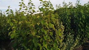 Слива Чернослив ранний