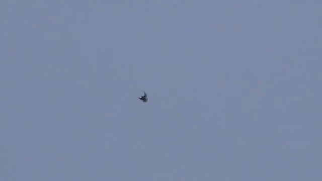 Голуби серпасто-выворотные х.Победа Николай 89054532123 смотреть онлайн