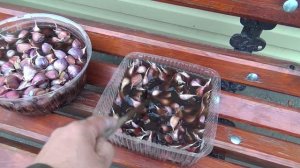 Посадка чеснока | новый сорт | обработка чеснока фитоспорином