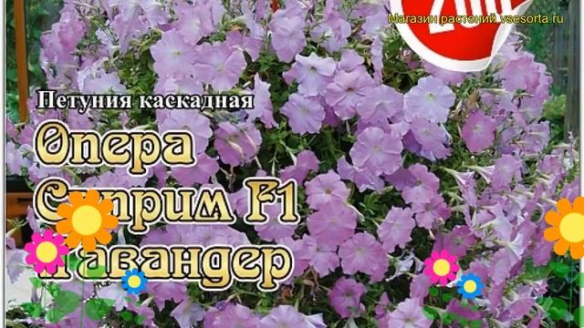 Петуния гибридная F1 Иветта. Краткий обзор, описание характеристик, где купить семена F1 Ivetta смотреть онлайн