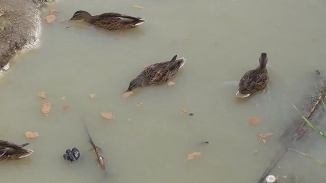 Крошенские утки смотреть онлайн